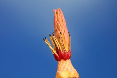 Manolya çiçekleri mavi gökyüzünün arka planında, Kuzey Çin
