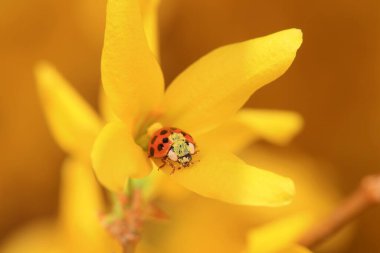 Harmonia axyridis grasps pollen on flowers, North China clipart