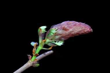 Wisteria çiçekleri Kuzey Çin 'deki botanik bahçesindedir.