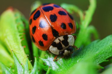Kuzey Çin 'deki yabani bitkilerde uğur böcekleri