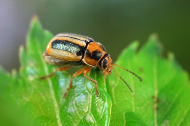 Kuzey Çin 'deki yabani bitkilerin üzerindeki yaprak böceği.