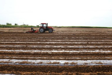 Çiftçiler Kuzey Çin 'de saman fıstığı ekmek için ekicileri kullanırlar.