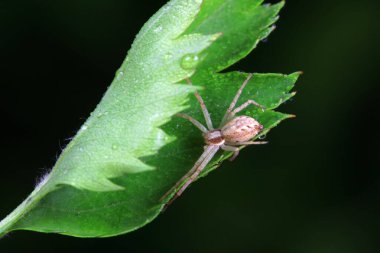 Vahşi doğadaki örümcekler, Kuzey Çin