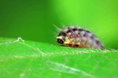 Lepidoptera larvaları vahşi doğada, Kuzey Çin