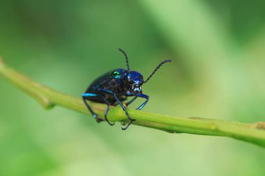 Kolaoptera böceği -- yeşil Daphne Genkwa, Kuzey Çin