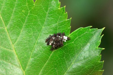 Kuzey Çin 'deki yabani bitkilerde uğur böcekleri