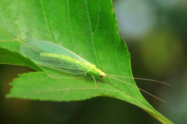 A functional insect of the order Neuroptera in the wild, North China clipart