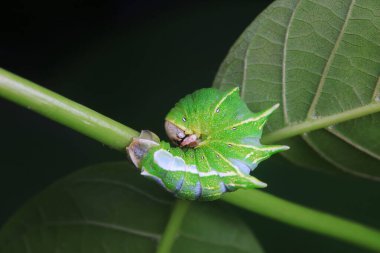 Lepidoptera larvaları vahşi doğada, Kuzey Çin