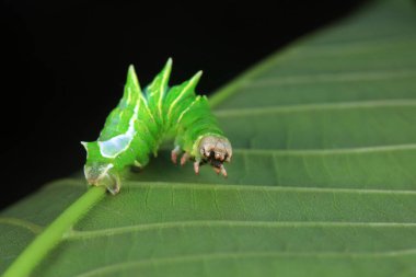 Lepidoptera larvaları vahşi doğada, Kuzey Çin