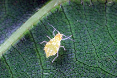 Vahşi doğada yaprak bitleri, Kuzey Çin