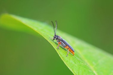 Kuzey Çin 'deki yabani bitkiler üzerine uzun mısır.