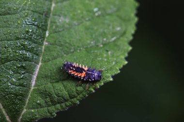 Kuzey Çin 'deki yabani bitkilerde uğur böcekleri