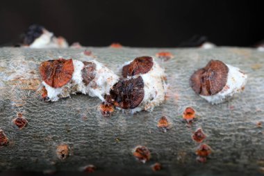 Kuzey Çin 'deki dallardaki böcekleri ölçeklendir.