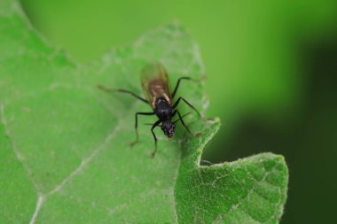 Karıncalar vahşi doğada, Kuzey Çin