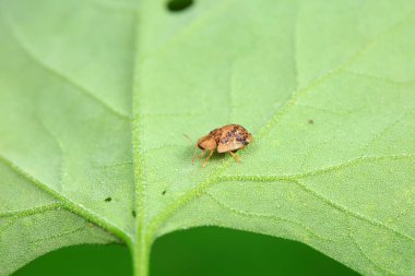 Hispidae ailesi Kuzey Çin 'de bitkilerin üzerinde sürünüyor.