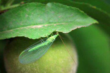 A functional insect of the order Neuroptera in the wild, North China clipart