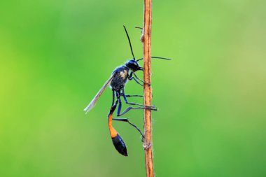 Kuzey Çin 'de yabani arı böcekleri