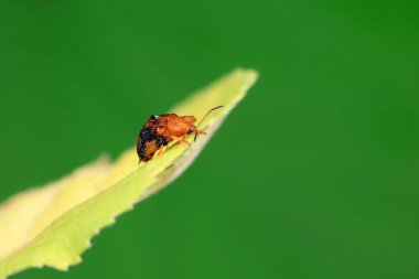 Hispidae ailesi Kuzey Çin 'de bitkilerin üzerinde sürünüyor.