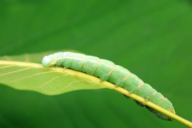 Lepidoptera larvaları vahşi doğada, Kuzey Çin