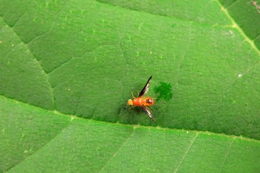 Flies on wild plants, North China clipart