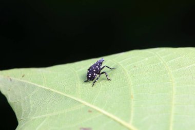 Kuzey Çin 'deki yabani bitkilerin üzerindeki Cicadellidae böcekleri.