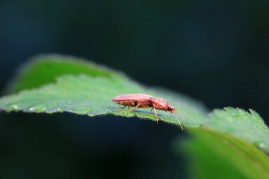 Kuzey Çin 'deki yabani bitkilerin üzerindeki yaprak böceği.