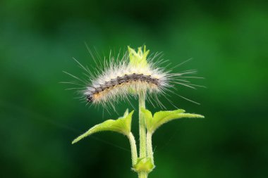 Lepidoptera larvaları vahşi doğada, Kuzey Çin