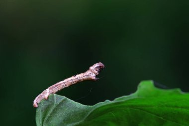 Lepidoptera larva larvası vahşi doğada, Kuzey Çin