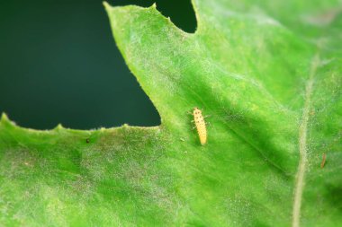 Kuzey Çin 'deki yabani bitkilerde uğur böcekleri