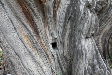 Platycladus orientalis 'in gövde yapısı