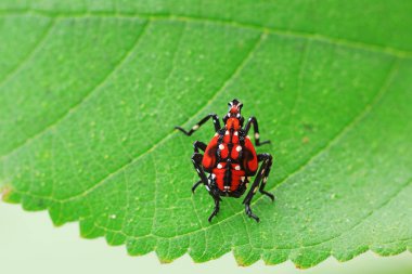 Lycorma Delicatula Kuzey Çin 'deki yabani bitkiler üzerine