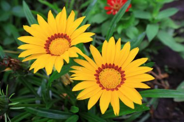 Parkta, Pekin 'de güzel madalyalı kasımpatılar çiçek açıyor.