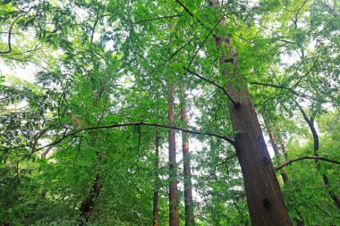 Metasequoia plants in Beijing Botanical Garden clipart