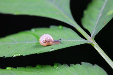 Yabani bitkilerin üzerindeki salyangozlar, Kuzey Çin