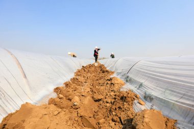 LUANNAN COUNTY, Hebei Eyaleti, Çin - 6 Nisan 2021: çiftçiler tarlalara tatlı patates tohumları ekiyor.