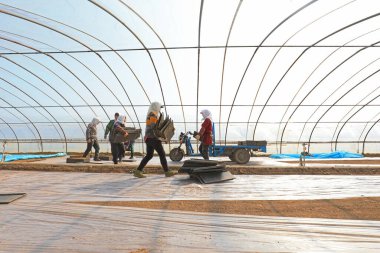 LUANNAN COUNTY, Hebei Eyaleti, Çin - 7 Nisan 2021: Çiftçiler seraya pirinç ekiyor