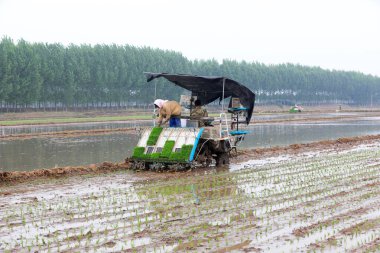 LUANNAN COUNTY, Çin - 14 Mayıs 2021: Çiftçiler pirinç naklini çiftliklerde pirinç yetiştirmek için kullanıyorlar, Kuzey Çin
