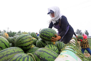 LUANNAN COUNTY, Çin - 29 Haziran 2021: Çiftçiler karpuz taşıyorlar tarlalarda, Çin