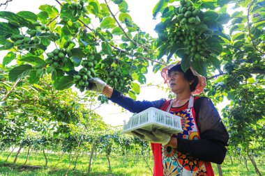 LUANNAN COUNTY, Çin - 25 Ağustos 2021: Çiftçiler Kuzey Çin 'deki çiftlikte yumuşak tarih ve kiwifruit topluyorlar