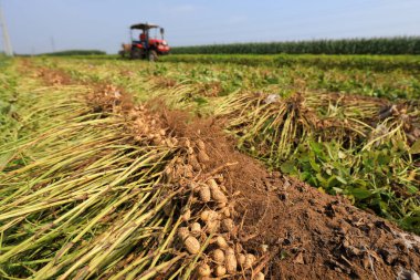 LUANNAN COUNTY, Çin - 8 Eylül 2021: çiftçiler Kuzey Çin 'deki tarlalarda yer fıstığı topluyor.