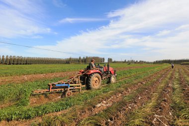 LUANNAN COUNTY, Çin - 17 Eylül 2021: çiftçiler Kuzey Çin 'deki tarlalarda fıstık toplamak için tarım makineleri kullanıyorlar