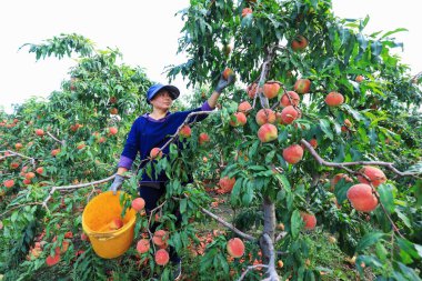 LUANNAN COUNTY, Çin - 23 Eylül 2021: çiftçiler Kuzey Çin 'deki bir çiftlikte meyve bahçelerinde olgun taze şeftaliler hasat ediyorlar.