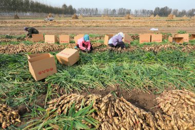 LUANNAN COUNTY, Çin - 15 Ekim 2021: Çiftçiler Kuzey Çin 'deki çiftlikte zencefil hasat ediyorlar