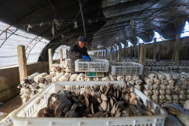 LUANNAN COUNTY, Çin - 11 Kasım 2021: Çiftçiler Kuzey Çin 'deki serada yenilebilir mantar hasat ediyorlar