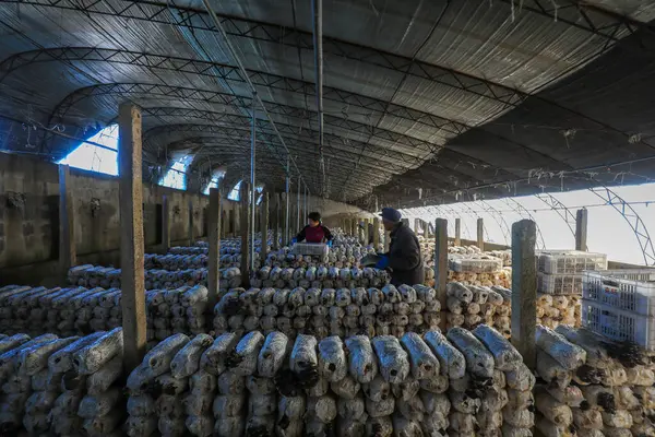 LUANNAN COUNTY, Çin - 11 Kasım 2021: Çiftçiler Kuzey Çin 'deki serada yenilebilir mantar hasat ediyorlar