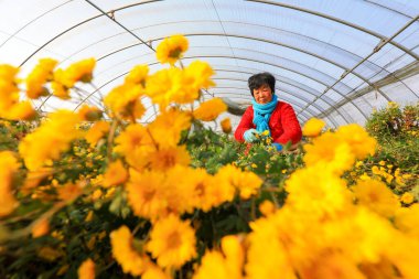 LUANNAN COUNTY, Çin - 16 Kasım 2021: çiftçiler Kuzey Çin 'deki seralarda kasımpatı topluyorlar