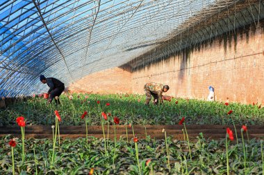 LUANNAN COUNTY, Çin - 23 Kasım 2021: Kuzey Çin 'deki bir serada çiftçiler Gerbera' ya bakıyor.