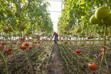 LUANNAN COUNTY, Çin - 2 Aralık 2021: Bir köylü kadın Kuzey Chin 'deki bir serada domates hasat ediyor