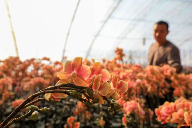 LUANNAN COUNTY, Çin - 28 Aralık 2021: Çiftçiler Kuzey Çin 'deki Phalaenopsis' in icabına bakıyorlar