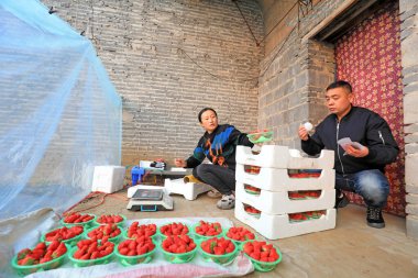 LUANNAN COUNTY, Çin - 1 Ocak 2022: Çiftçiler Kuzey Çin 'deki serada çilek tartıyorlar